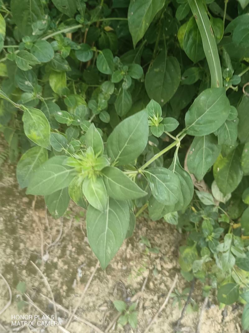 花叶假杜鹃又名：刺血红、七星剑、血路草