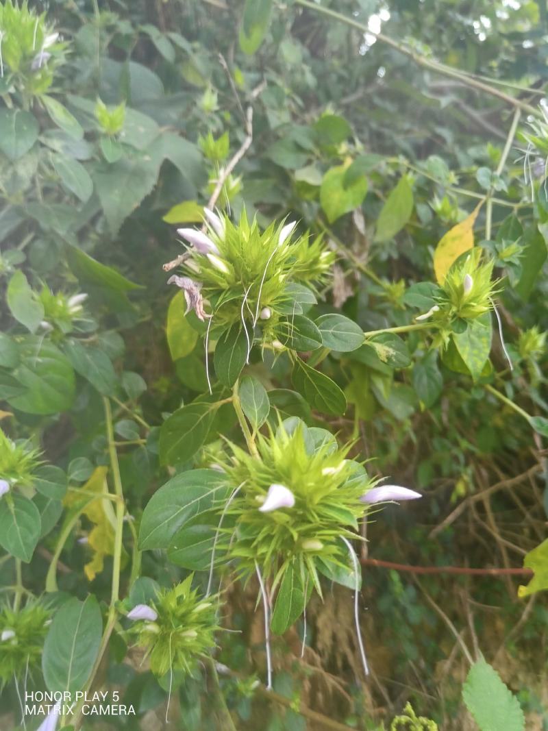 花叶假杜鹃又名：刺血红、七星剑、血路草