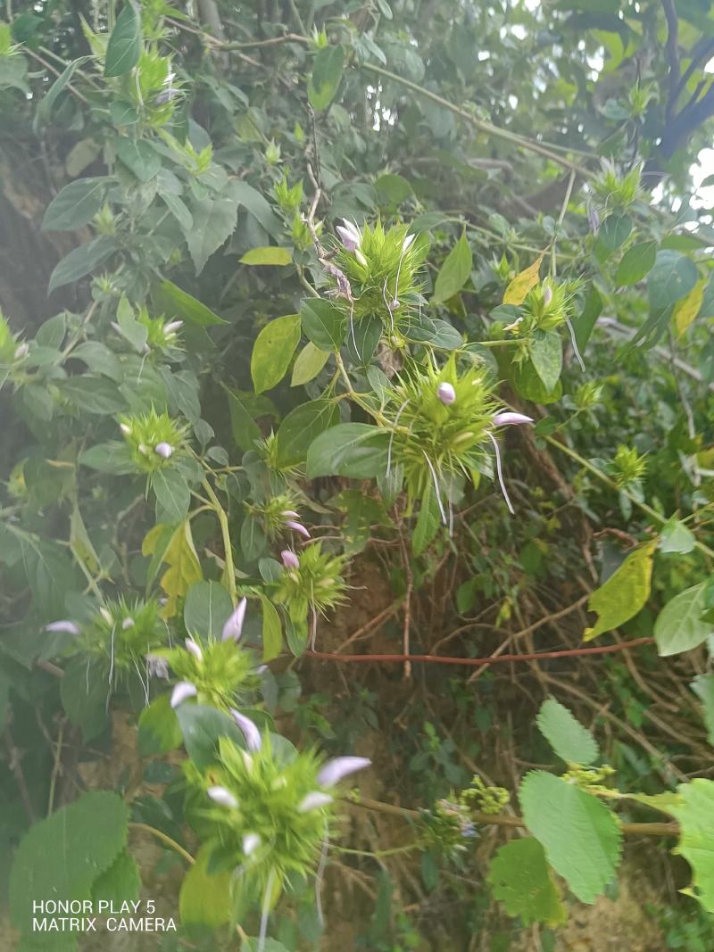 花叶假杜鹃又名：刺血红、七星剑、血路草