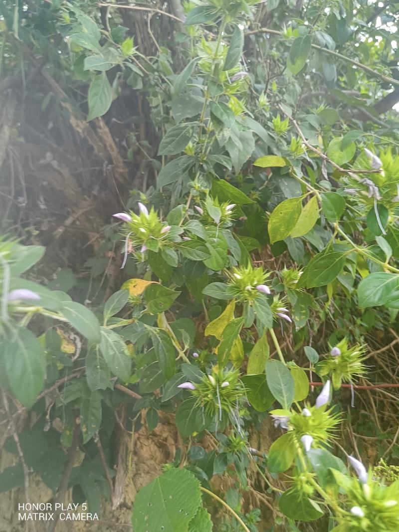 花叶假杜鹃又名：刺血红、七星剑、血路草