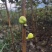 （可自提）花皮无花果苗保证对版可带果懂的老板来