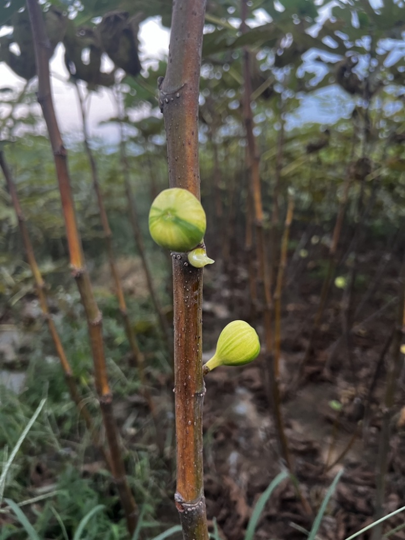 （可自提）花皮无花果苗保证对版可带果懂的老板来