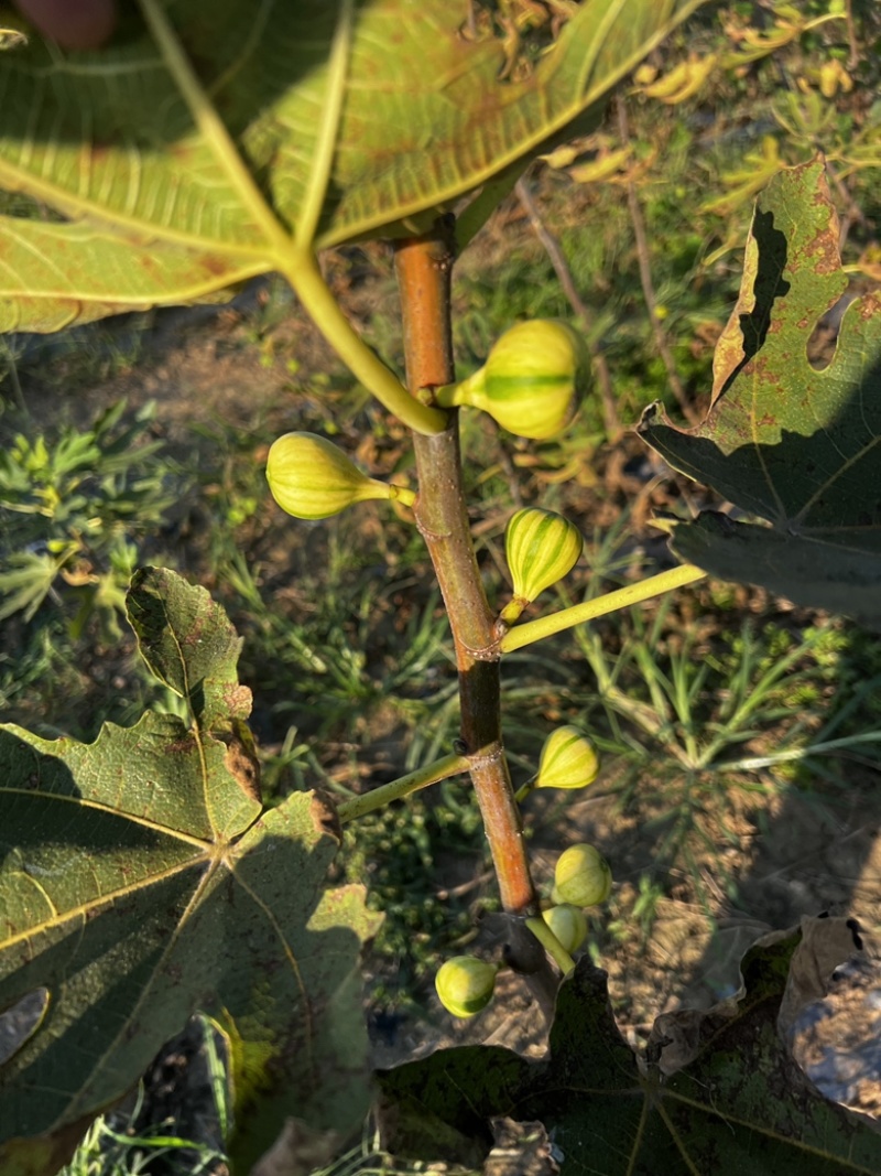 （可自提）花皮无花果苗保证对版可带果懂的老板来