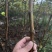 （可自提）花皮无花果苗保证对版可带果懂的老板来