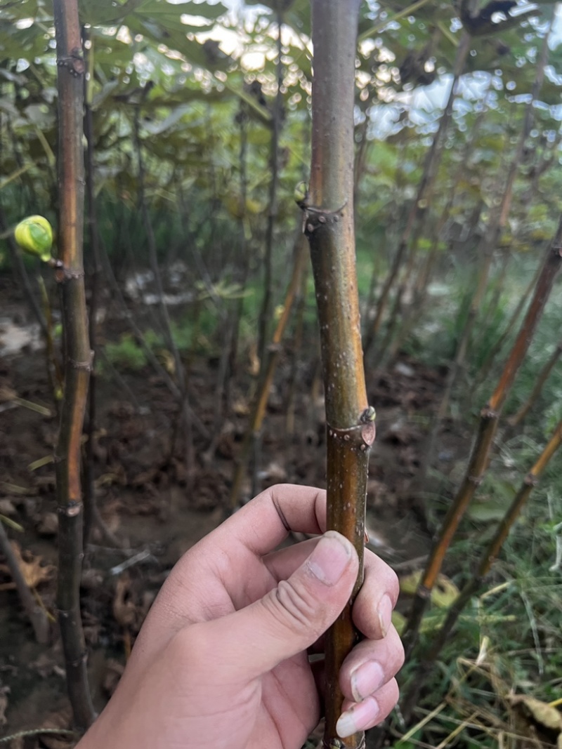 （可自提）花皮无花果苗保证对版可带果懂的老板来
