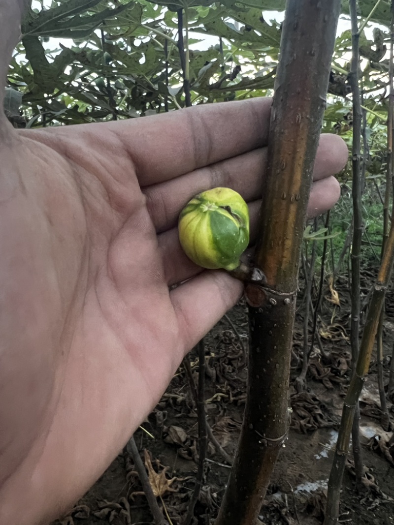 （可自提）花皮无花果苗保证对版可带果懂的老板来