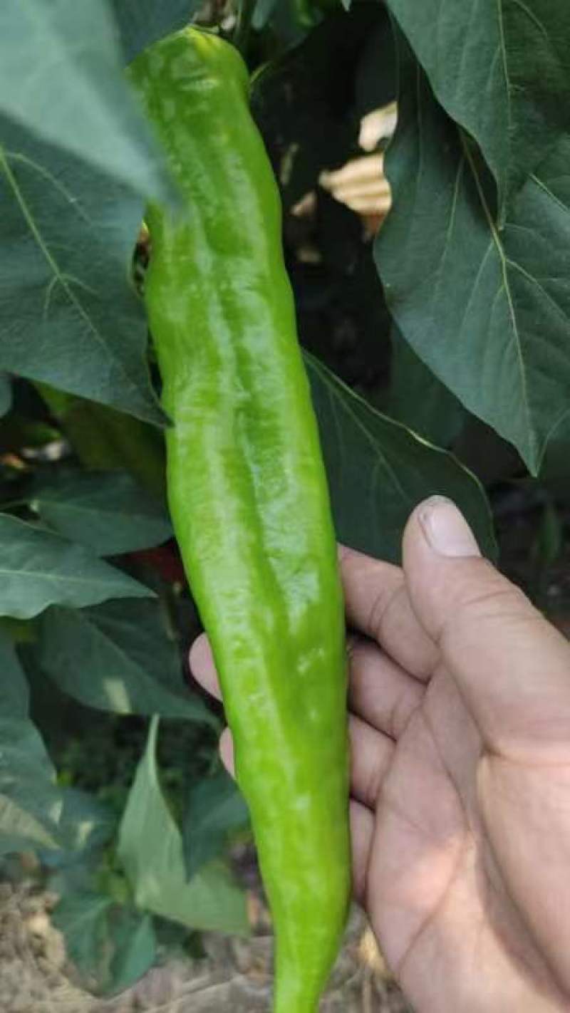 【尖椒苗】英林尖椒苗，圣保罗尖椒苗，品种好，抗病能力强，