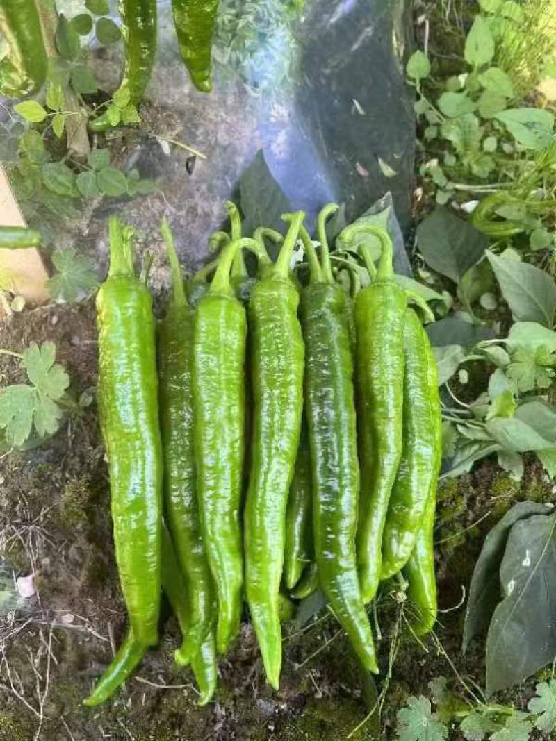 【尖椒苗】英林尖椒苗，圣保罗尖椒苗，品种好，抗病能力强，