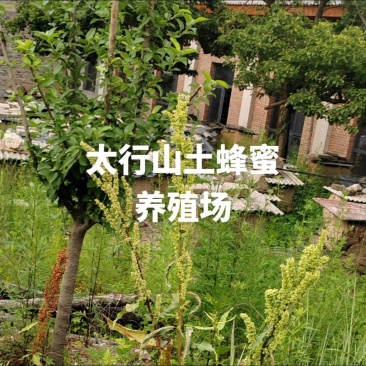 太行山蜂蜜