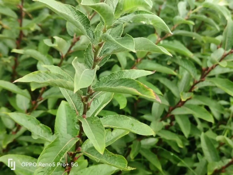 银柳年宵花大量批发上市，颜色齐全