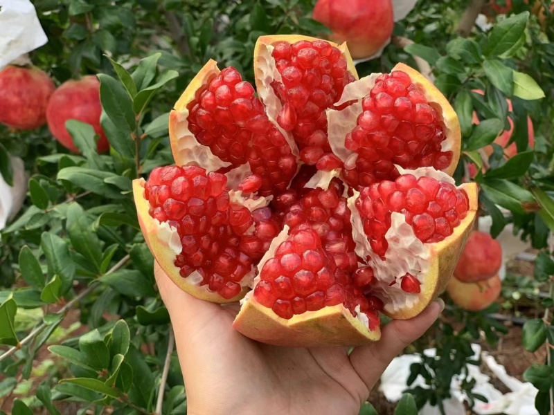 软籽石榴