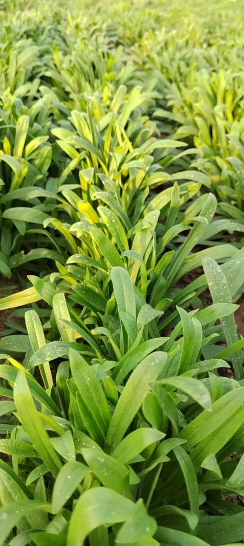 面条菜便宜了便宜了便宜了