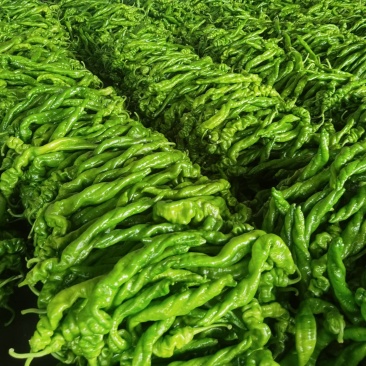 费县精品螺丝椒大量供应，大量接单，一手货源，代发全国各地