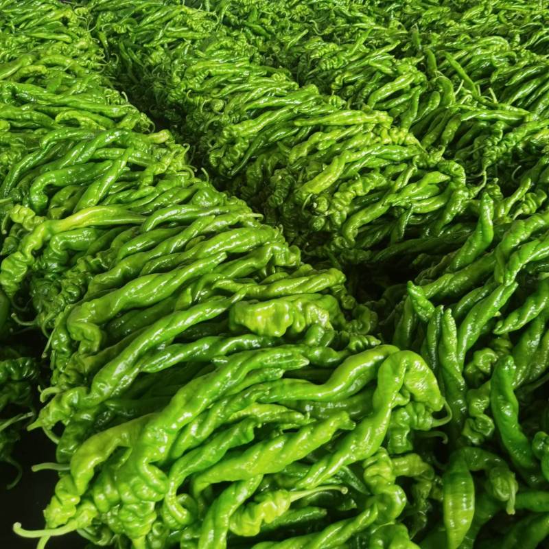 费县精品螺丝椒大量供应，大量接单，一手货源，代发全国各地
