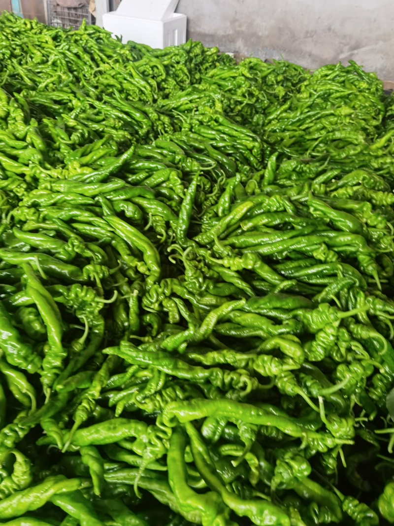 费县精品螺丝椒大量供应，大量接单，一手货源，代发全国各地