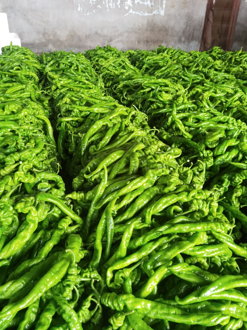 费县精品螺丝椒大量供应，大量接单，一手货源，代发全国各地