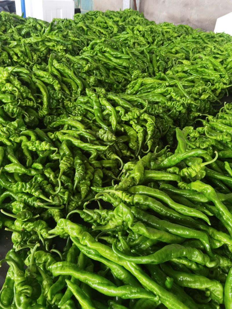 费县精品螺丝椒大量供应，大量接单，一手货源，代发全国各地
