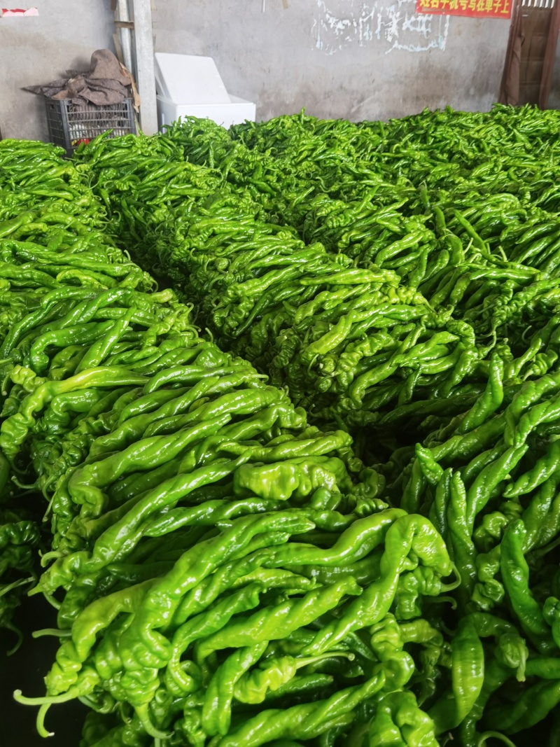 费县精品螺丝椒大量供应，大量接单，一手货源，代发全国各地