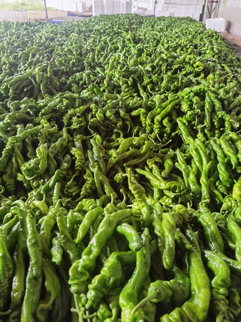 费县精品螺丝椒大量供应，大量接单，一手货源，代发全国各地