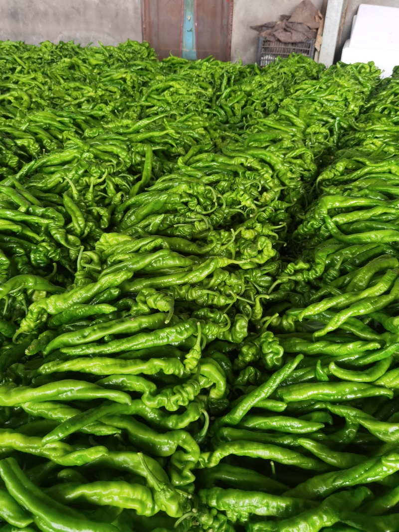 费县精品螺丝椒大量供应，大量接单，一手货源，代发全国各地