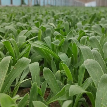 种植地直发一手货源千亩基地，价格公道，面条菜降价了