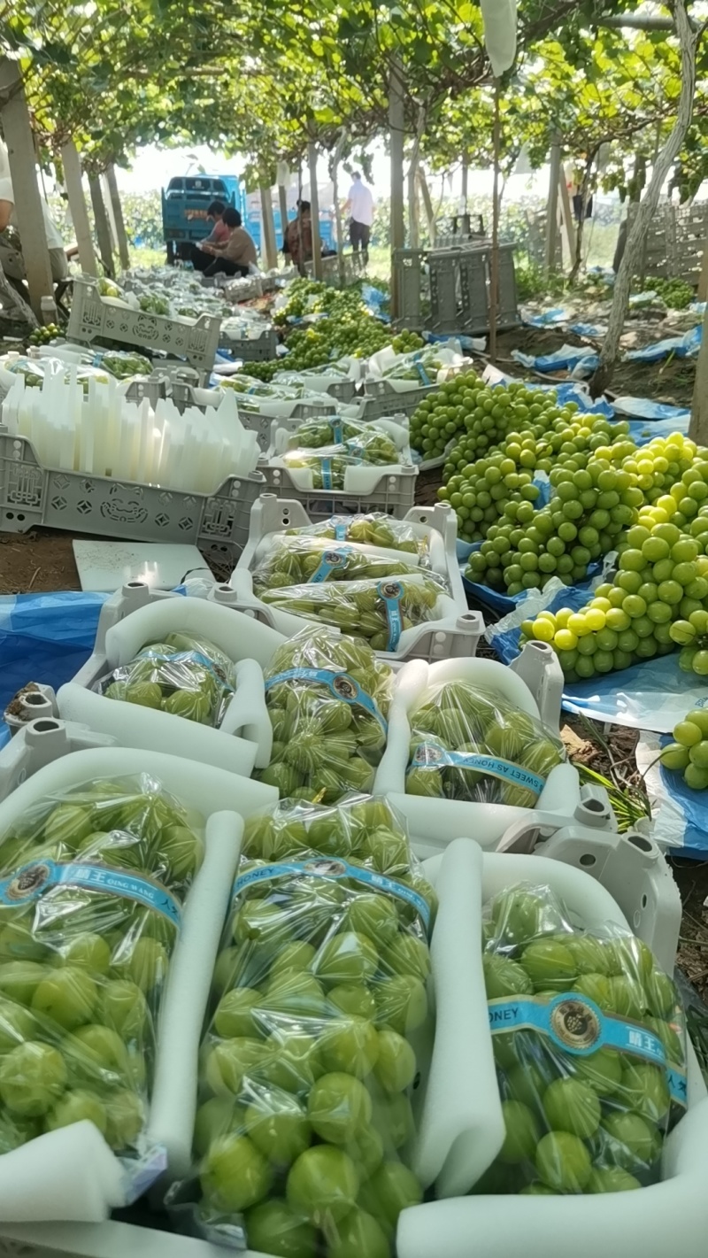 费县阳光玫瑰现已上市了，口感很甜，颗粒均匀，可以存库