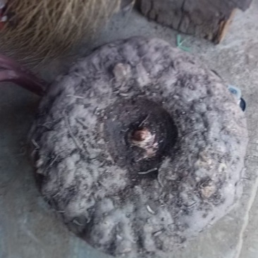 花魔芋在凉山盐源会理大量有货周期两个月左右货源充足