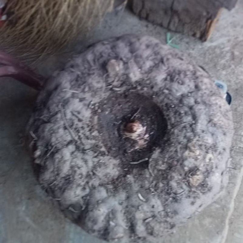花魔芋在凉山盐源会理大量有货周期两个月左右货源充足