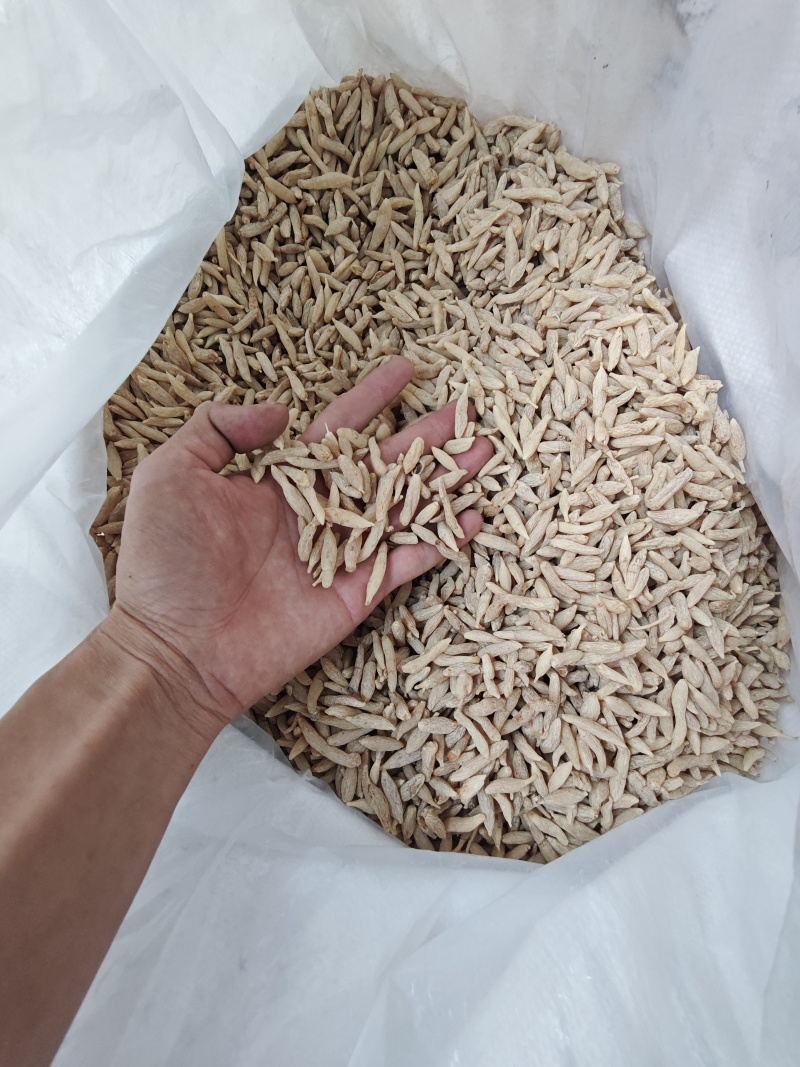纯无硫磺四川麦冬+绵阳麦冬+大货批发