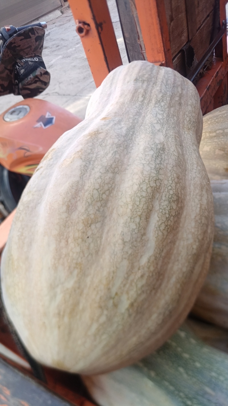 密本南瓜大量有货云南会理都有货全黄鲜瓜都有货