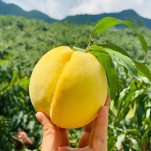 锦绣黄桃