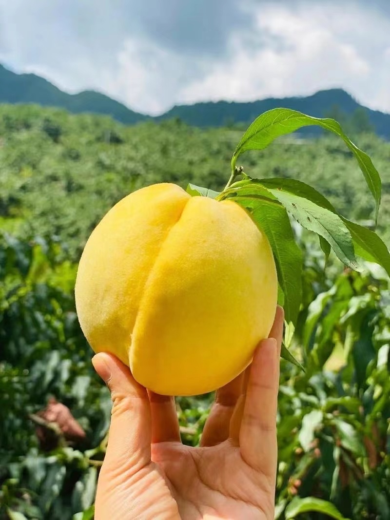 锦绣黄桃