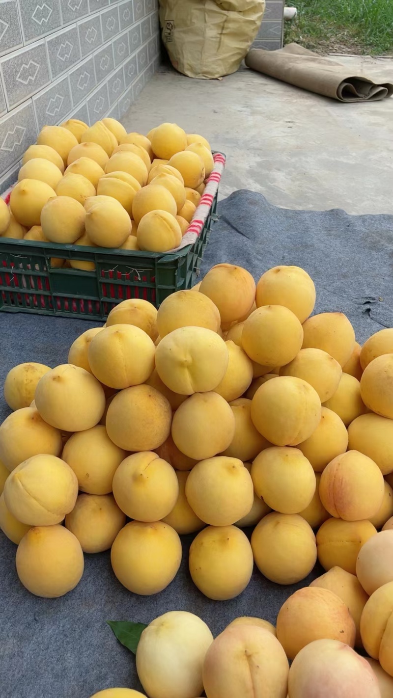 锦绣黄桃