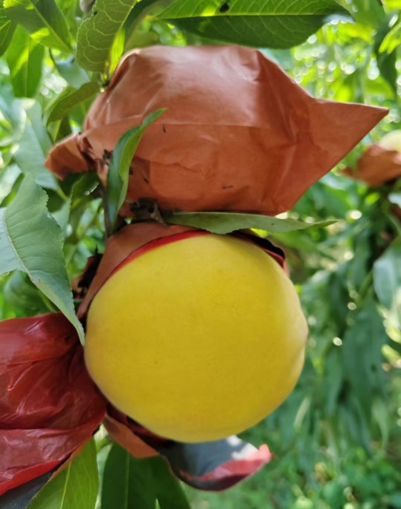 锦绣黄桃