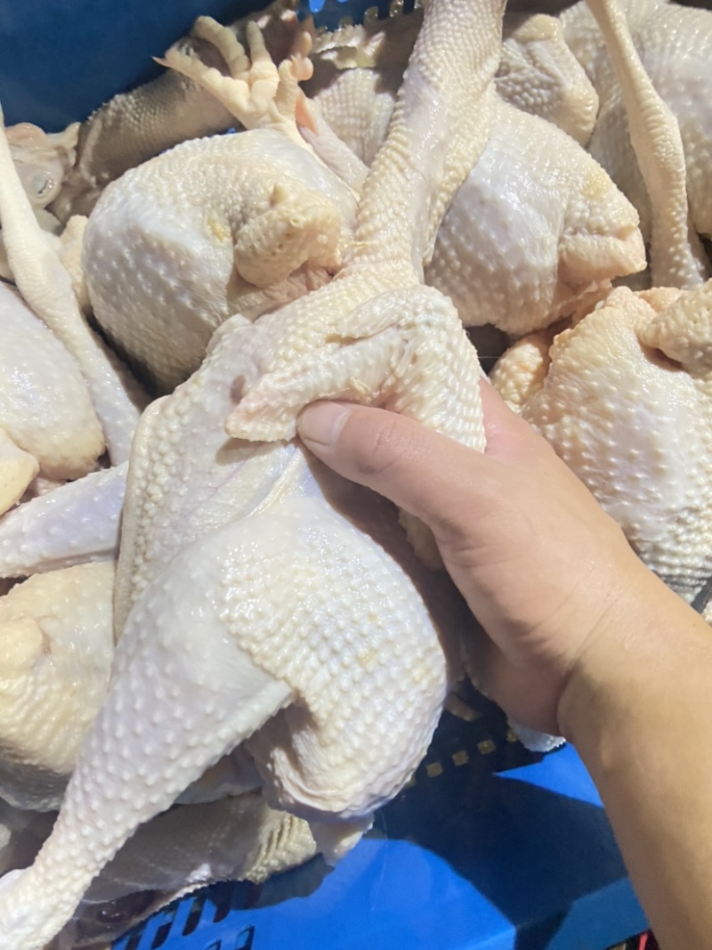 脆皮鸡白斩鸡盐局鸡五香鸡通用的老母鸡欢迎进店咨询。