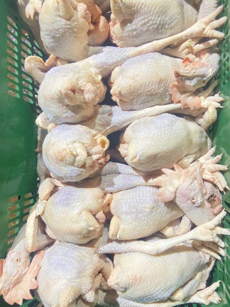 脆皮鸡白斩鸡盐局鸡五香鸡通用的老母鸡欢迎进店咨询。