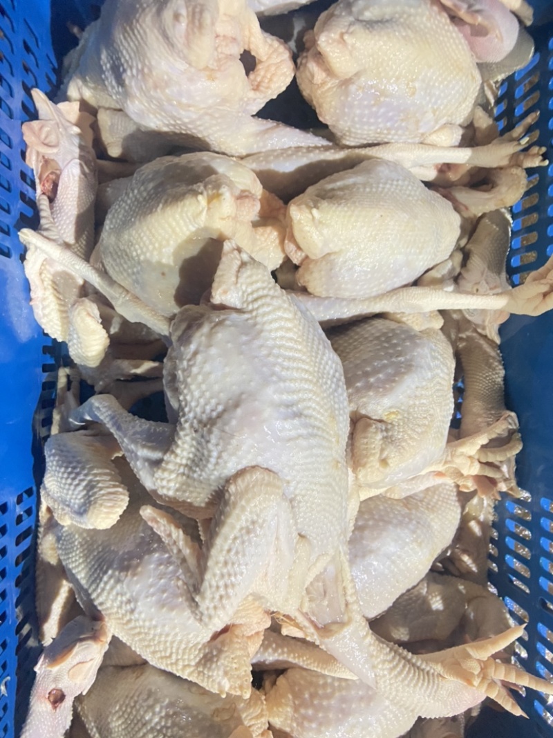 脆皮鸡白斩鸡盐局鸡五香鸡通用的老母鸡欢迎进店咨询。