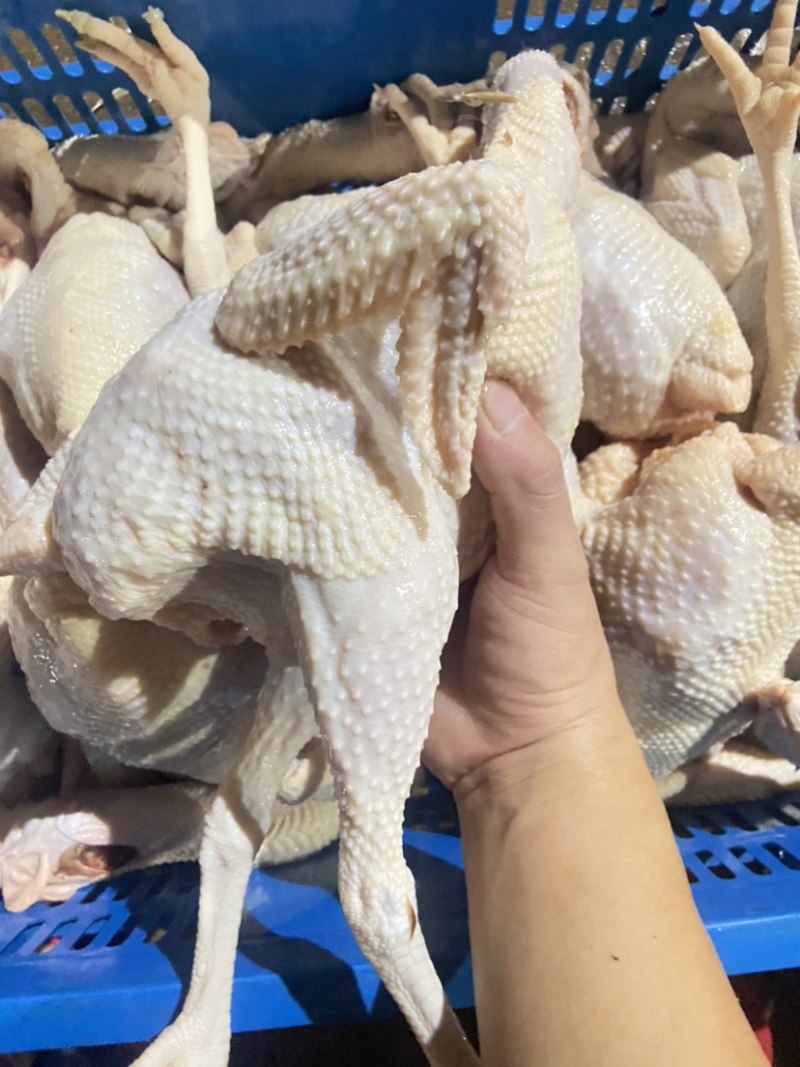 脆皮鸡白斩鸡盐局鸡五香鸡通用的老母鸡欢迎进店咨询。