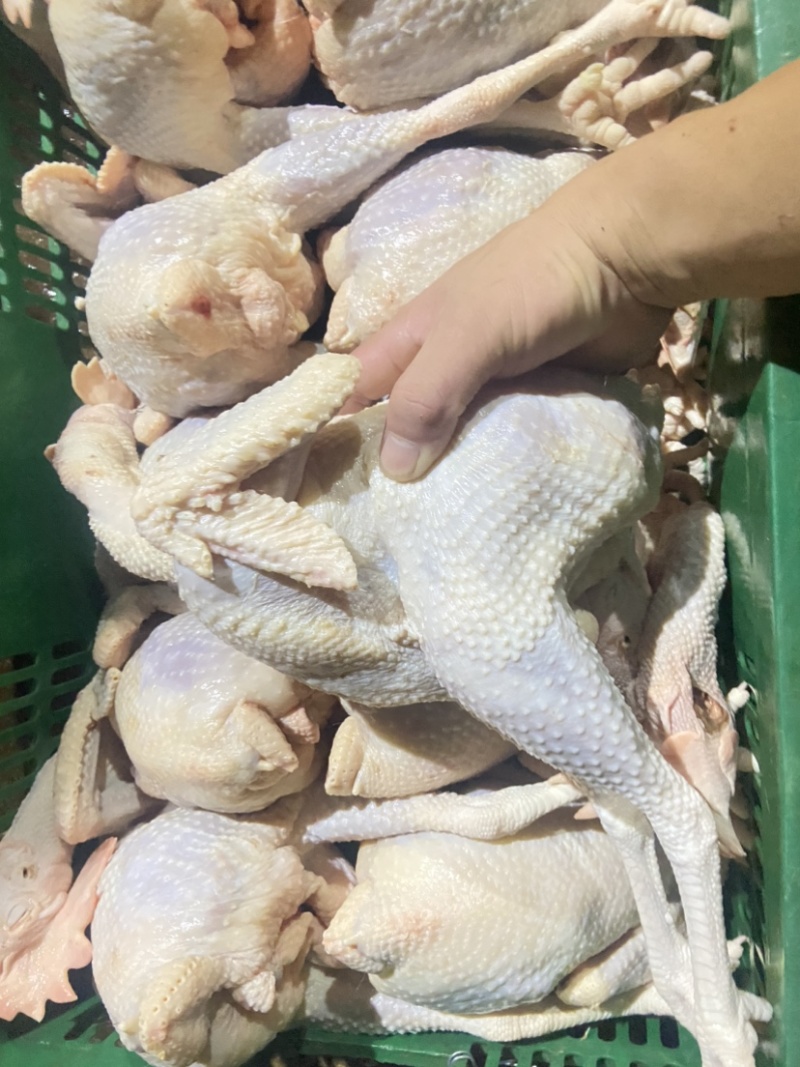 脆皮鸡白斩鸡盐局鸡五香鸡通用的老母鸡欢迎进店咨询。