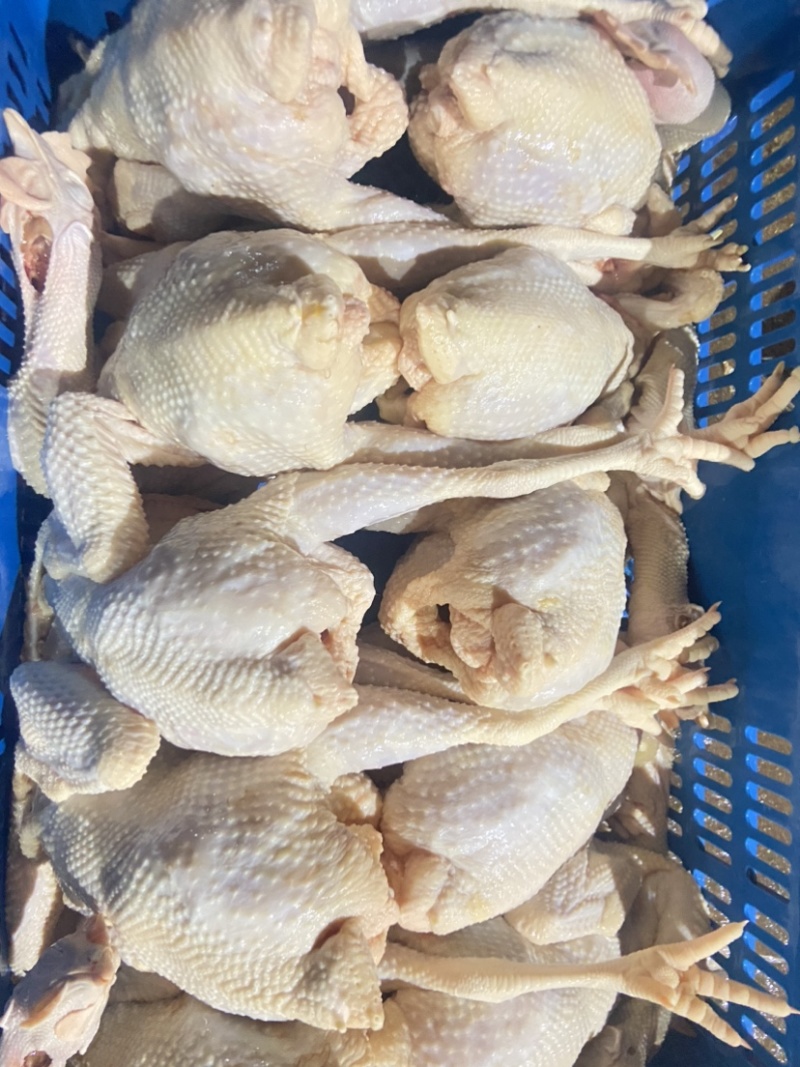 脆皮鸡白斩鸡盐局鸡五香鸡通用的老母鸡欢迎进店咨询。