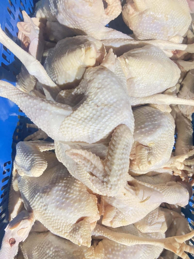 脆皮鸡白斩鸡盐局鸡五香鸡通用的老母鸡欢迎进店咨询。