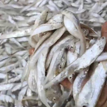 新鲜毛刀鱼，海鲜美味，健康营养！