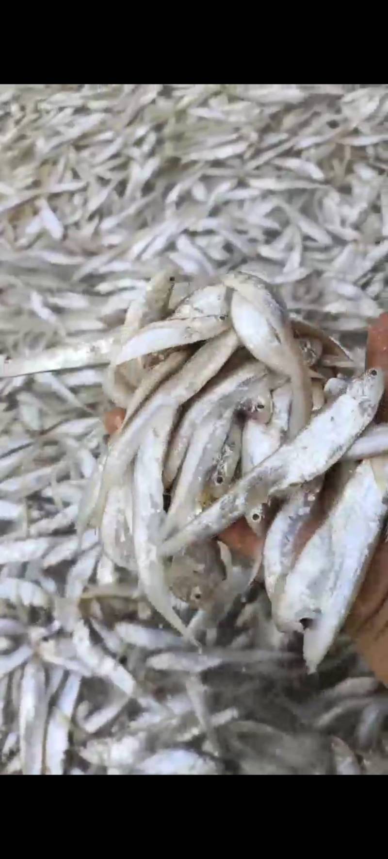 新鲜毛刀鱼，海鲜美味，健康营养！