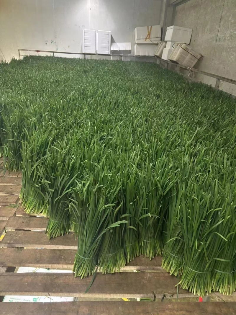 云南韭菜头刀韭菜基地直发规格齐全全国发货货源稳定