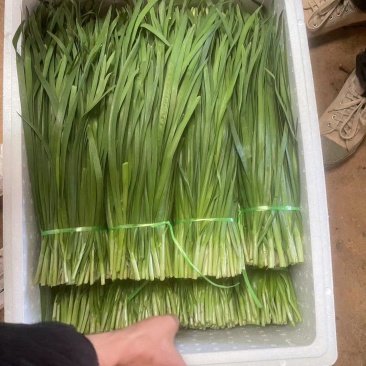 韭菜头刀韭菜云南澄江韭菜产区直发货源稳定按需加工