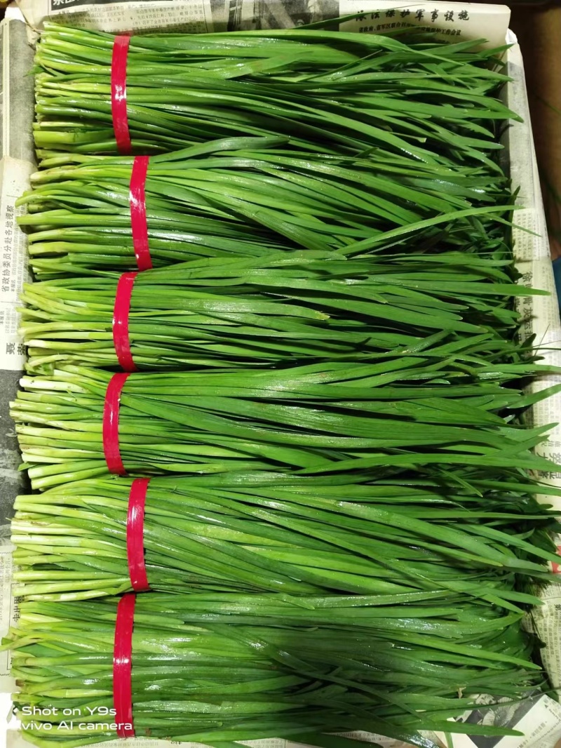 韭菜头刀韭菜云南澄江韭菜产区直发货源稳定按需加工