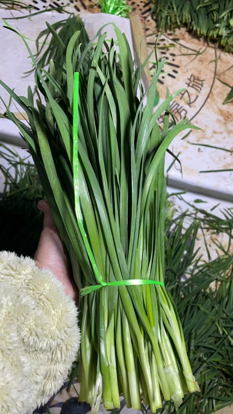 韭菜头刀韭菜云南澄江韭菜产区直发货源稳定按需加工