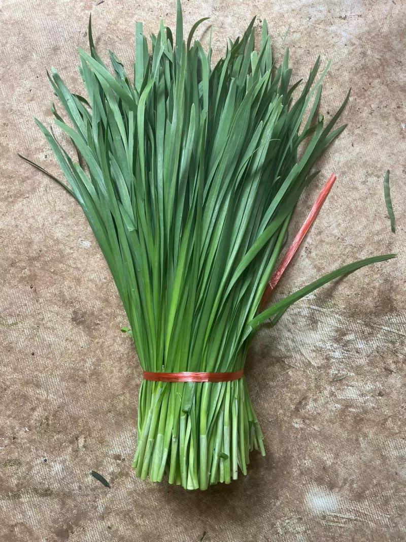 韭菜头刀韭菜云南澄江韭菜产区直发货源稳定按需加工