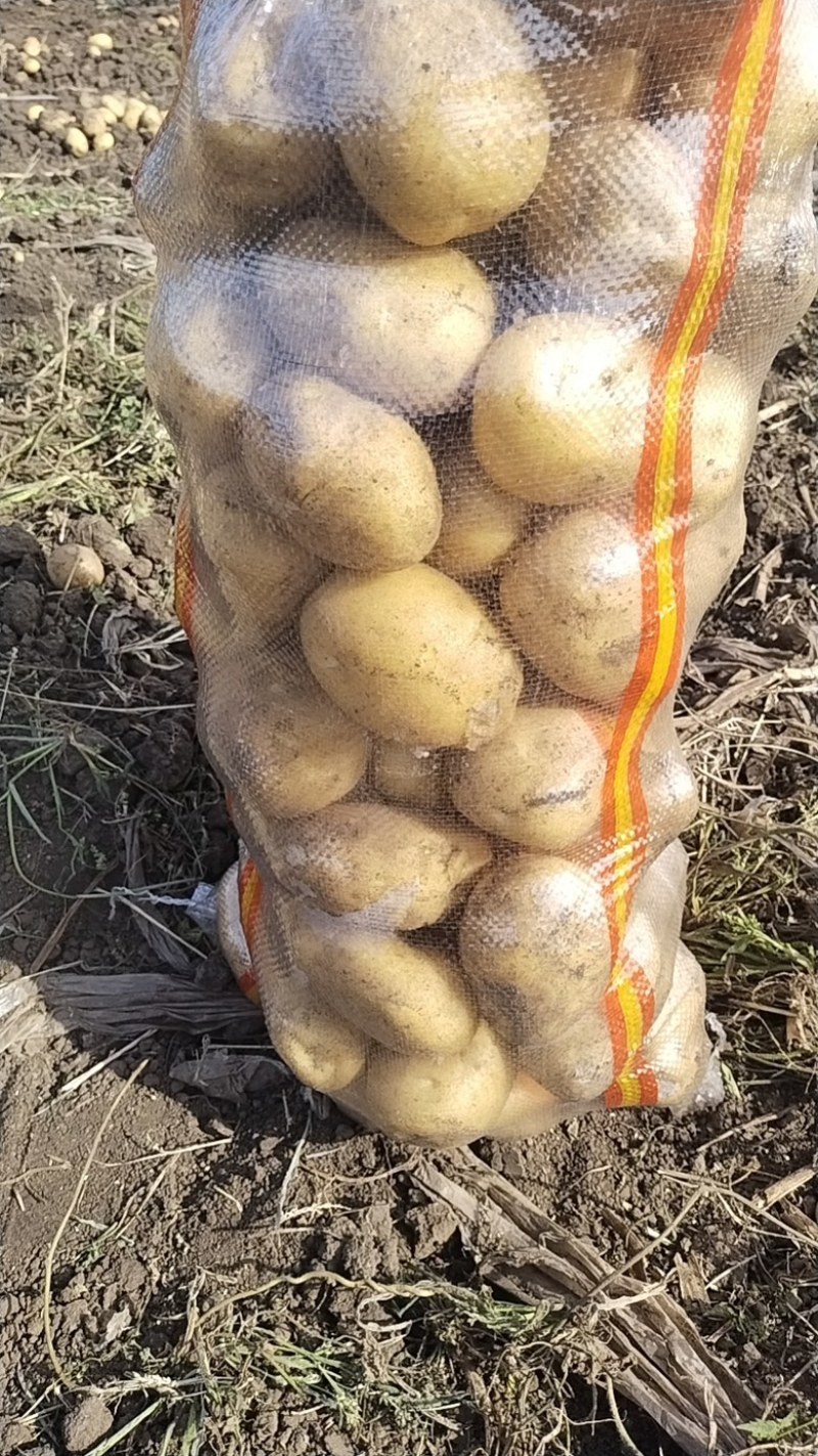 扶余实力代发，诚信第一，延十三，希森，沃土，885实验