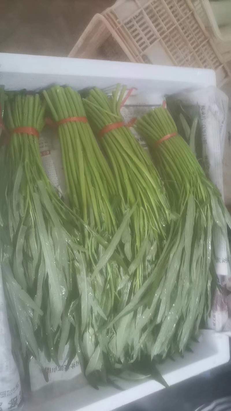 柳叶空心菜，青梗空心菜开始大量上市啦